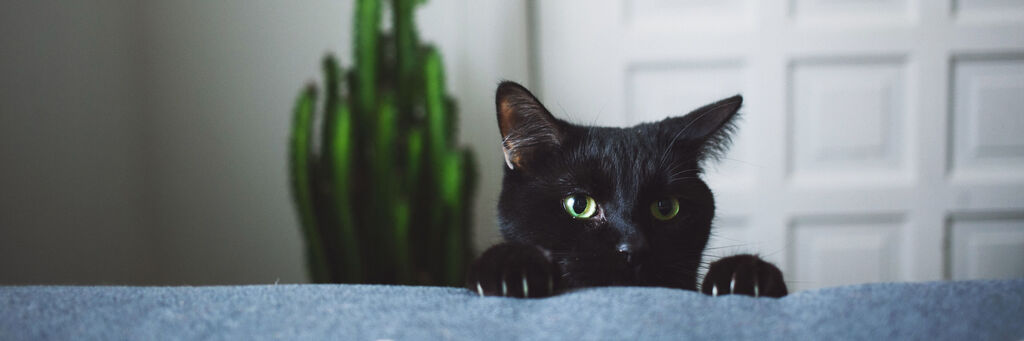 Un chat noir observe curieusement un bord gris. Une plante verte en arrière-plan.