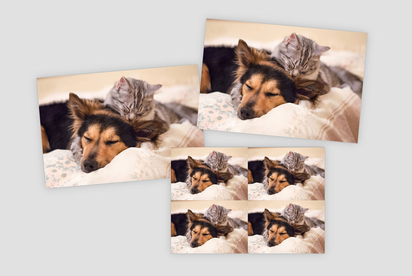 Un chien et un chat dorment ensemble sur un lit. Le chat se blottit affectueusement dans le pelage du chien. Les deux animaux semblent détendus et heureux.
