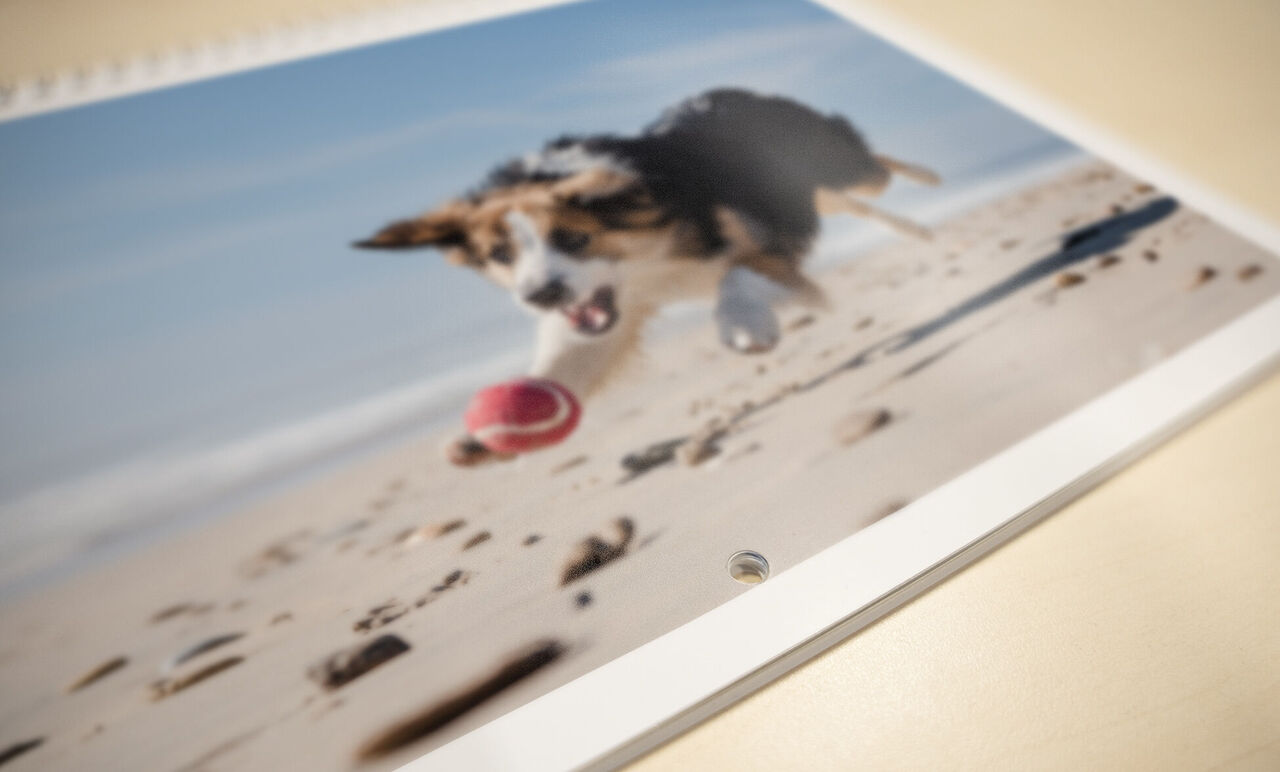Un chien joyeux saute avec une balle rouge sur la plage.