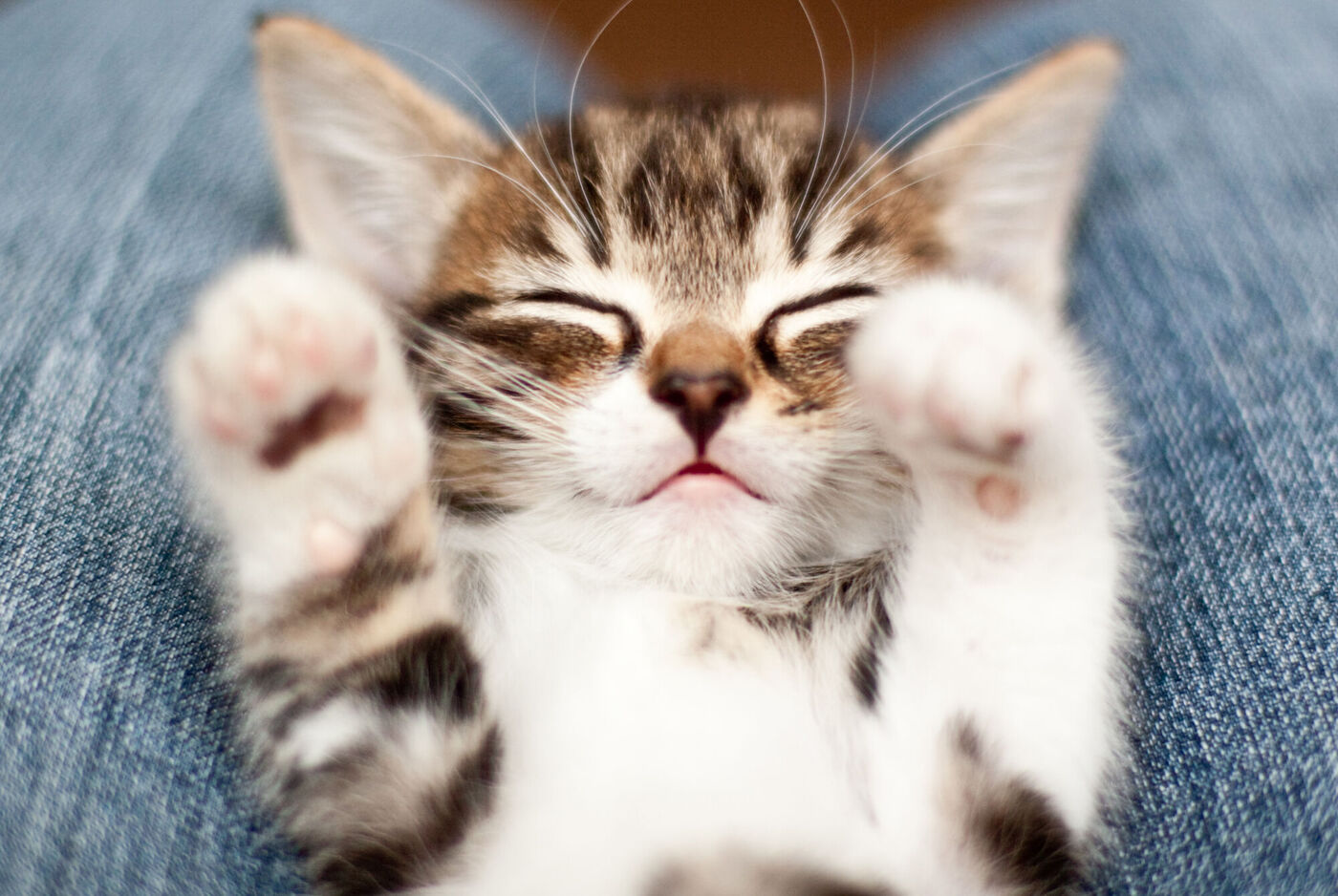 Un chat mignon allongé, les yeux fermés, les pattes étendues sur un pantalon.