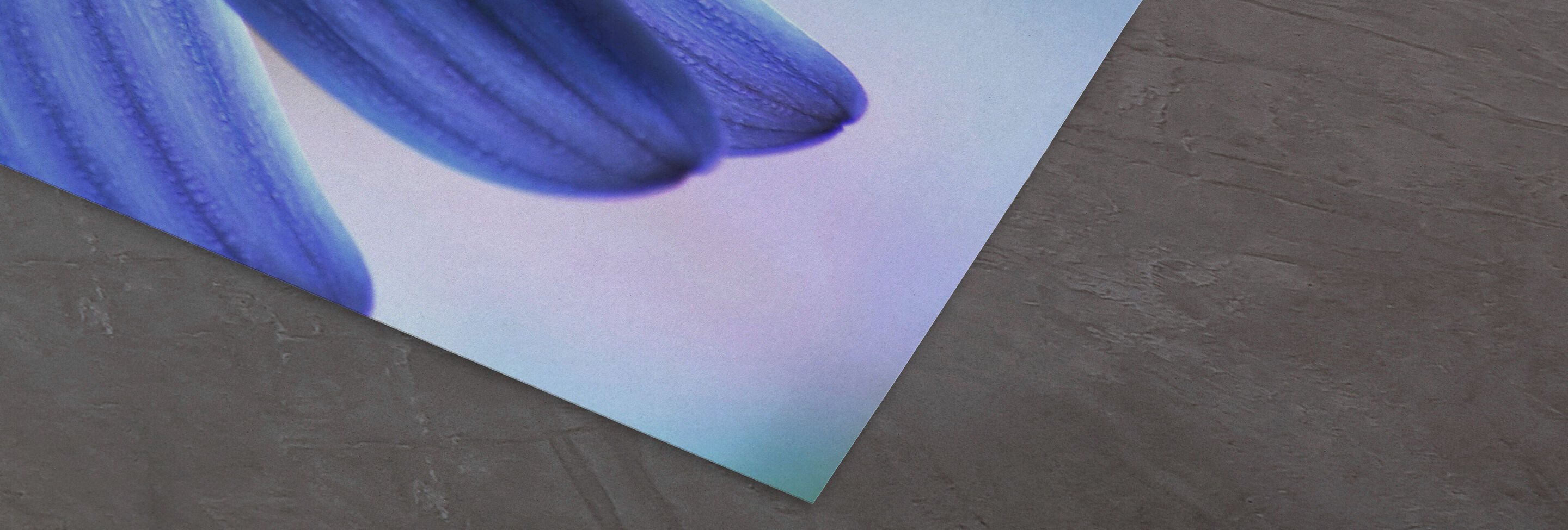 Gros plan d'une pétale violette sur fond doux